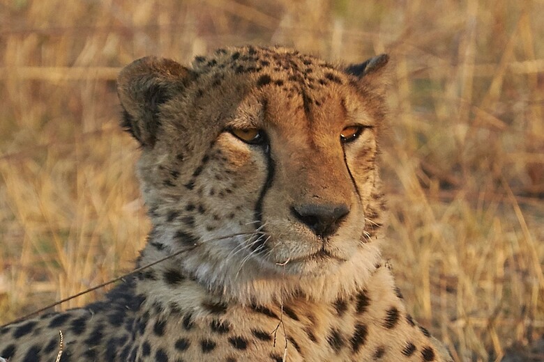 Posada Mukambi Safari Lodge - All Inclusive
