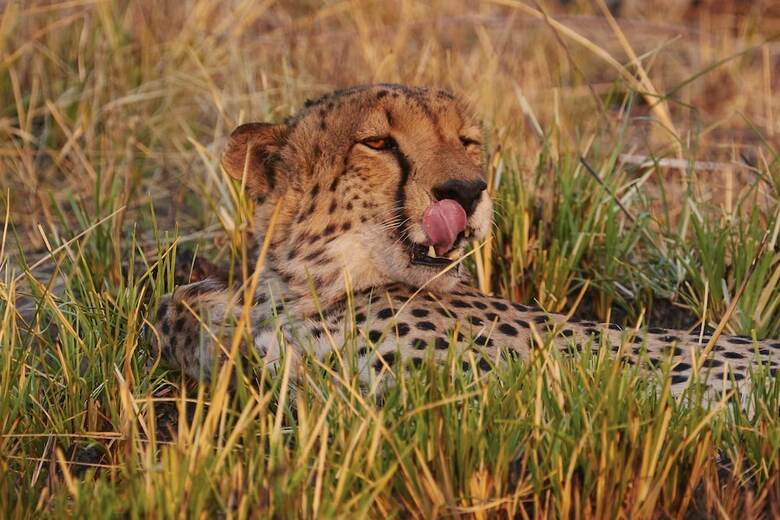 Posada Mukambi Safari Lodge - All Inclusive