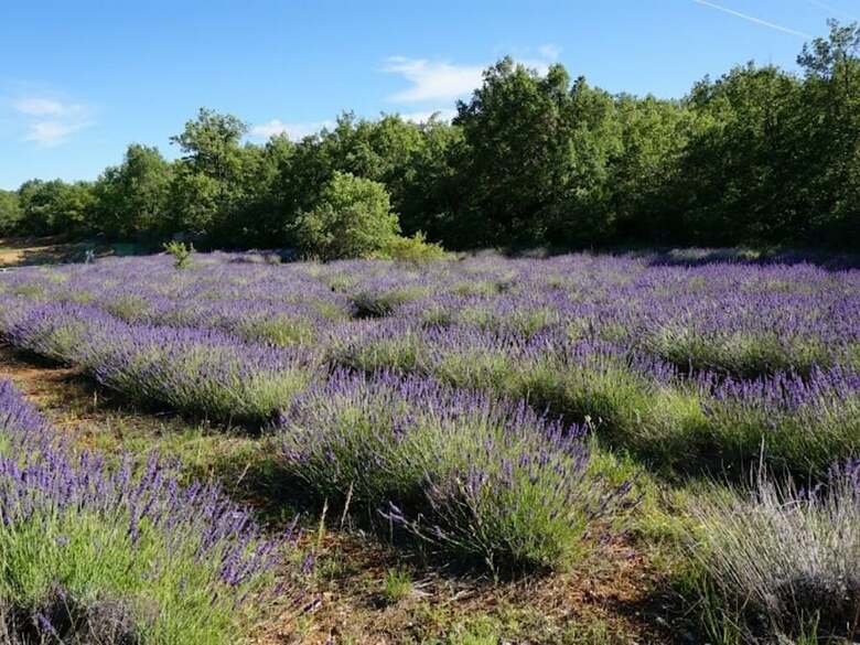 Bed & Breakfast La Buisse