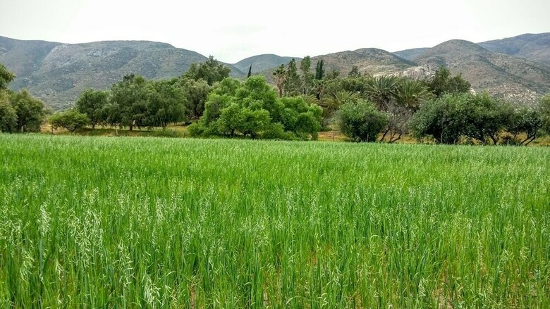 Rancho Toros Pintos