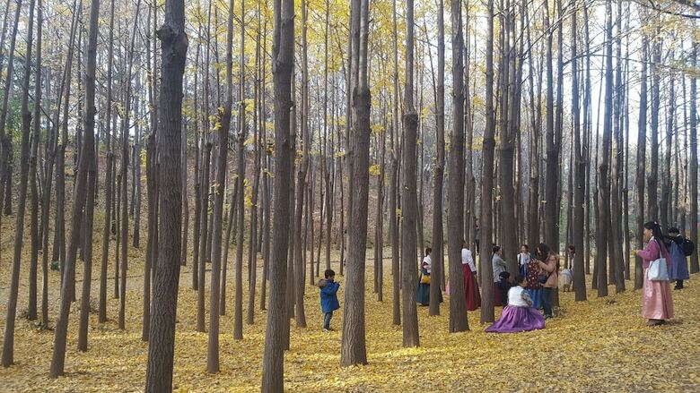 Hostal Seoul Forest Guesthouse - Hostel