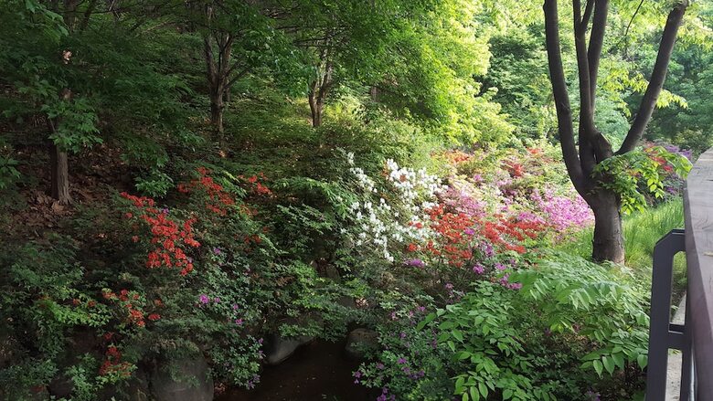 Hostal Seoul Forest Guesthouse - Hostel