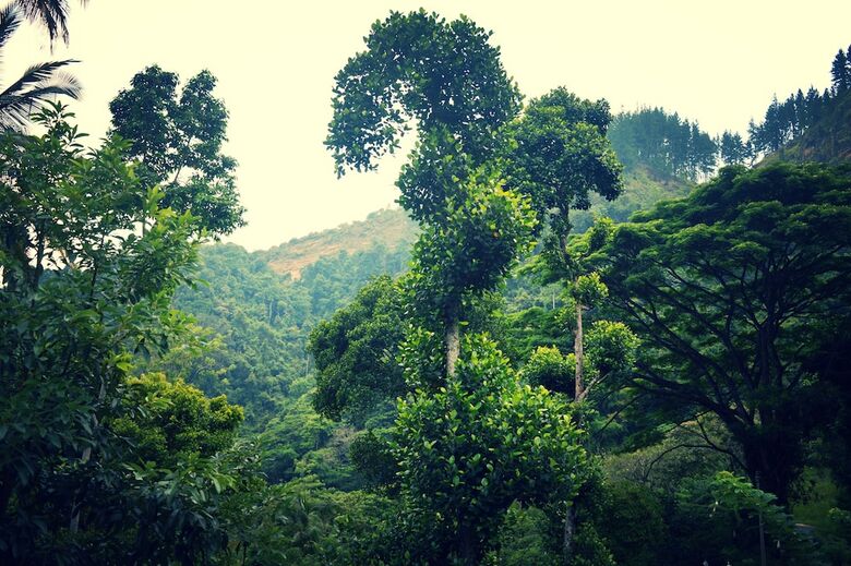 Hotel Rockview Holiday Bungalow