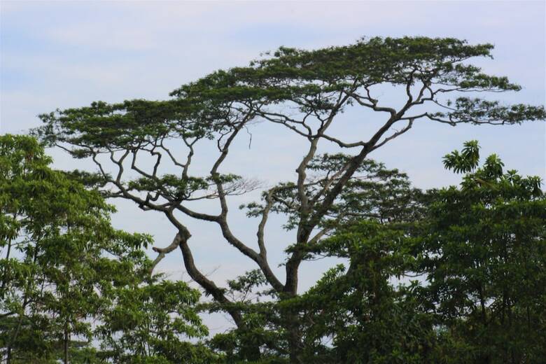 Bed & Breakfast E-stay Hanthana Kandy