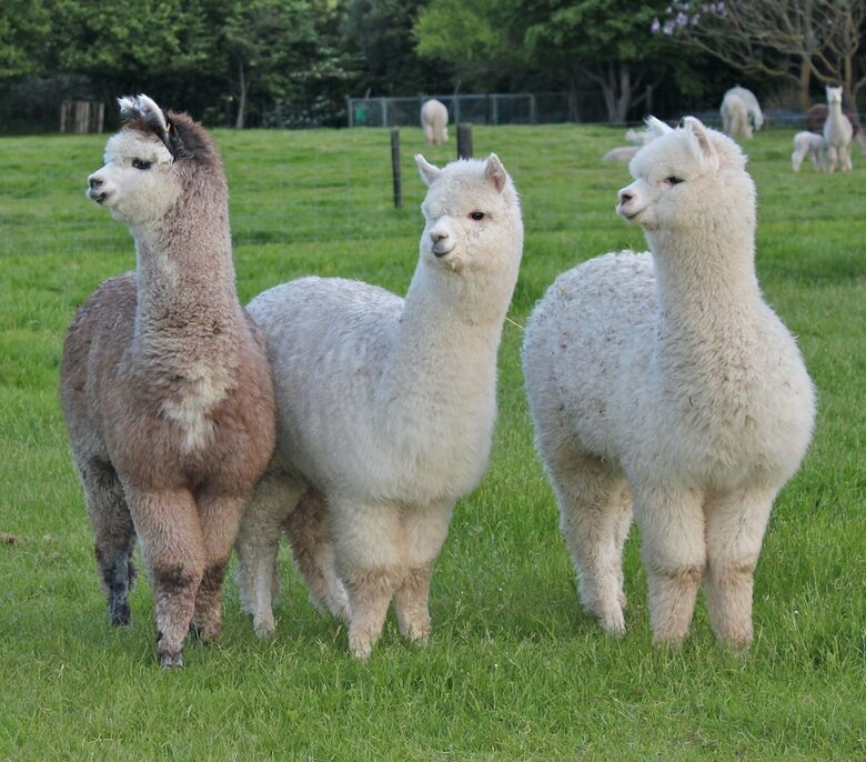 Agroturismo Silverstream Alpaca Farmstay And Tour