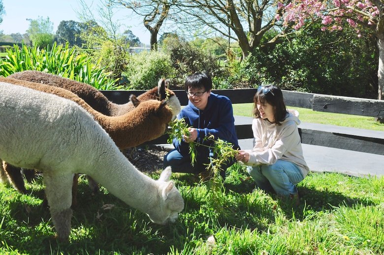 Agroturismo Silverstream Alpaca Farmstay And Tour