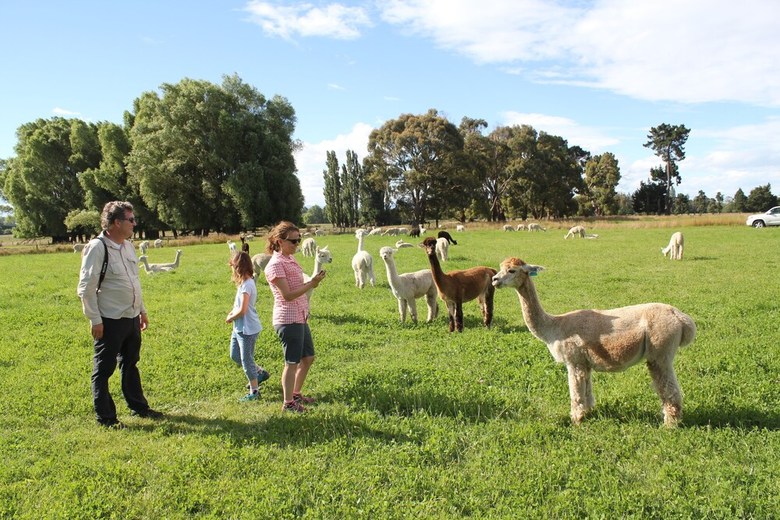 Agroturismo Silverstream Alpaca Farmstay And Tour