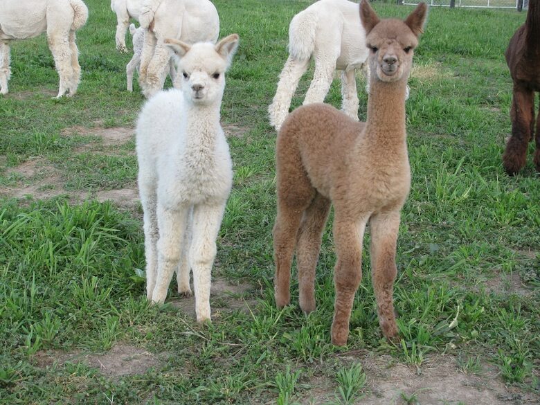 Agroturismo Silverstream Alpaca Farmstay And Tour