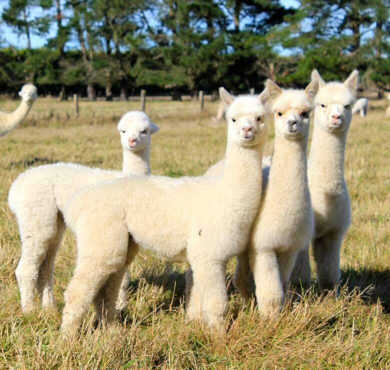 Agroturismo Silverstream Alpaca Farmstay And Tour
