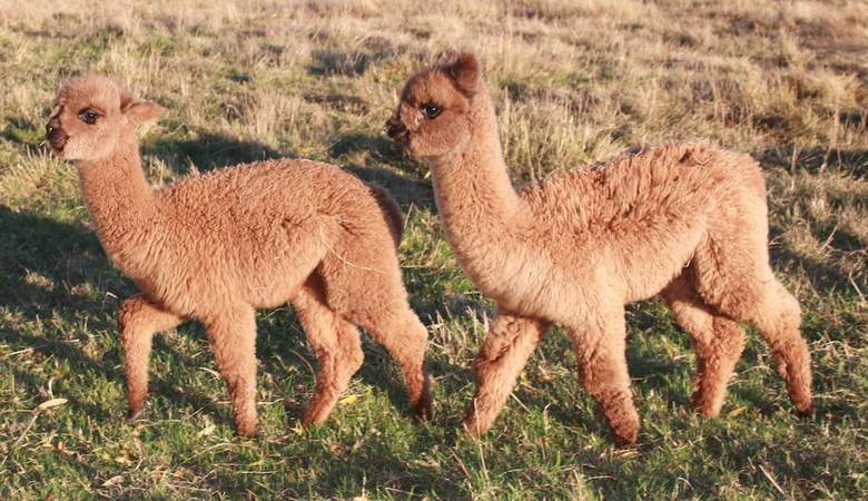 Agroturismo Silverstream Alpaca Farmstay And Tour