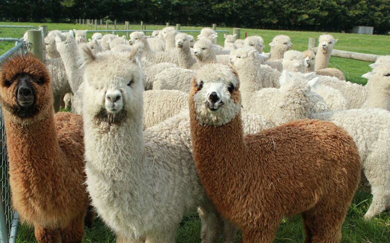 Agroturismo Silverstream Alpaca Farmstay And Tour