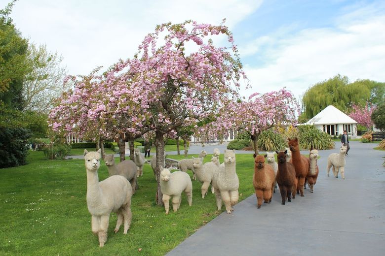 Agroturismo Silverstream Alpaca Farmstay And Tour