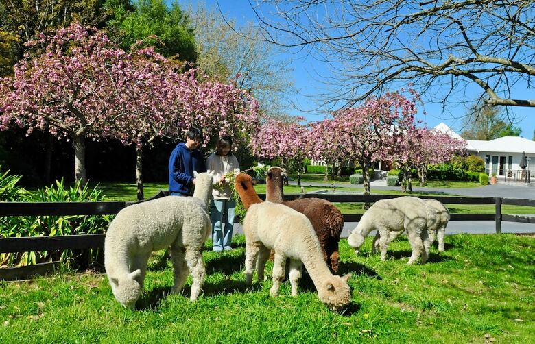 Agroturismo Silverstream Alpaca Farmstay And Tour