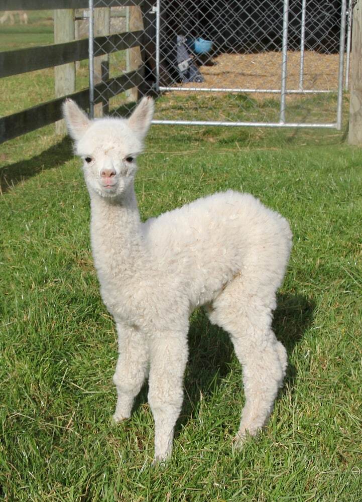 Agroturismo Silverstream Alpaca Farmstay And Tour