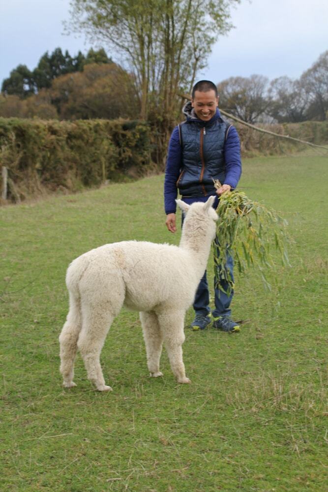 Agroturismo Silverstream Alpaca Farmstay And Tour