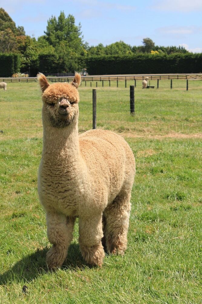 Agroturismo Silverstream Alpaca Farmstay And Tour