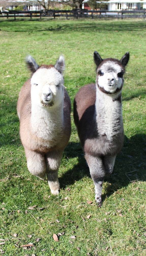 Agroturismo Silverstream Alpaca Farmstay And Tour