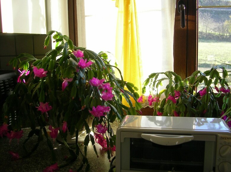 Bed & Breakfast Villa Romaniani