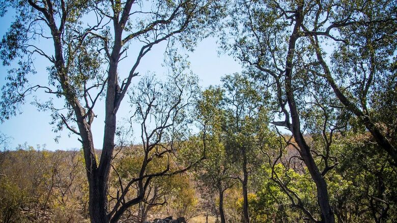 Posada Camp Ndlovu - All Inclusive