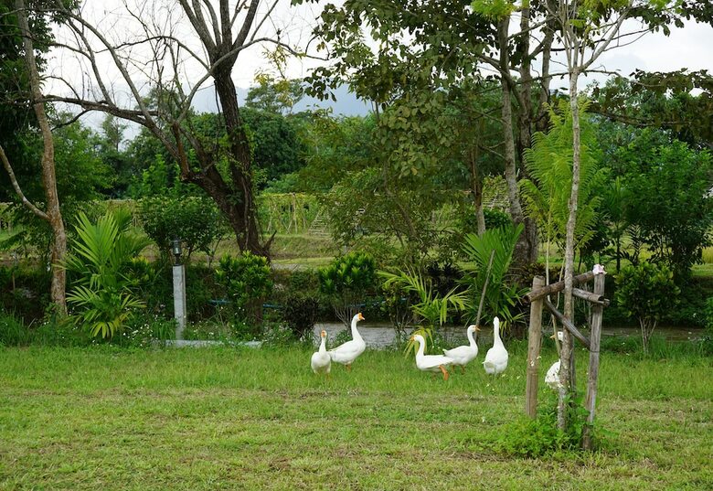 Hotel Ban Suan Tawan Chiang Dao