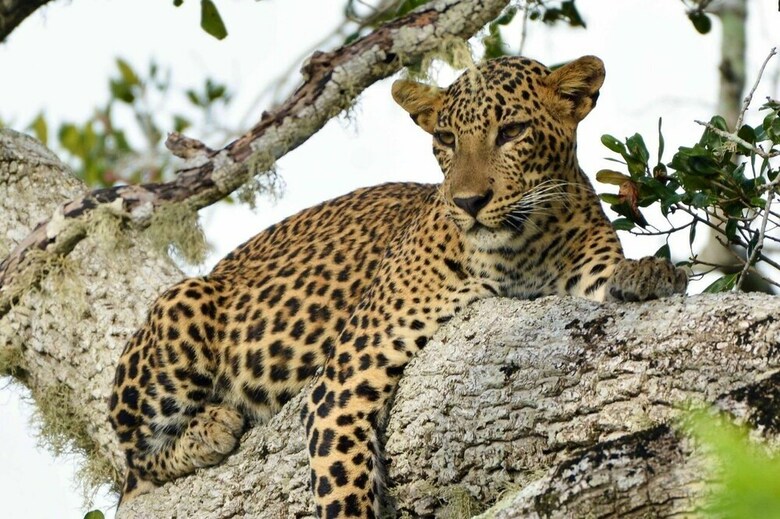 Hotel Captains Bird Safari Lodge