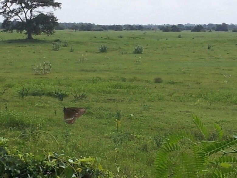 Hotel Captains Bird Safari Lodge