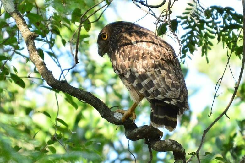 Hotel Captains Bird Safari Lodge