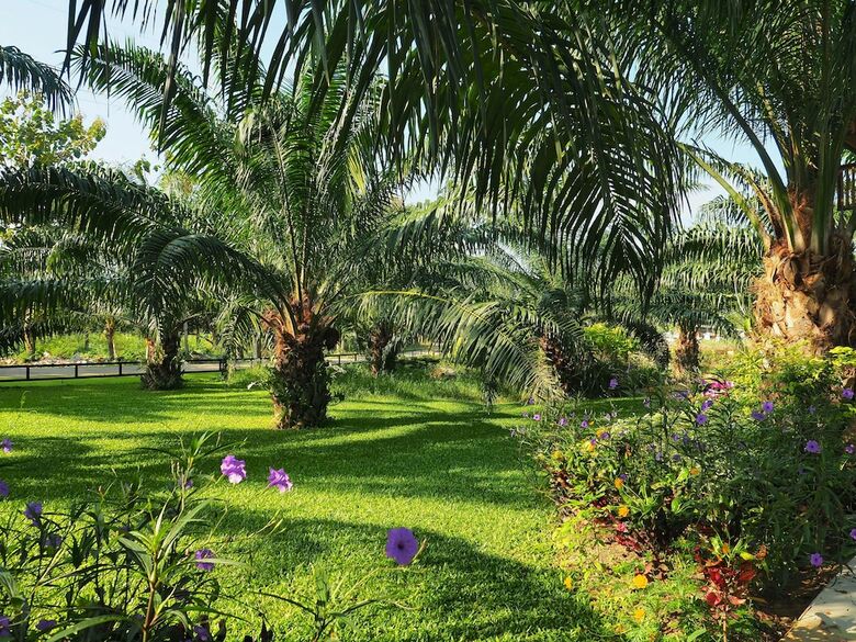 Hotel Palm Pran Resort