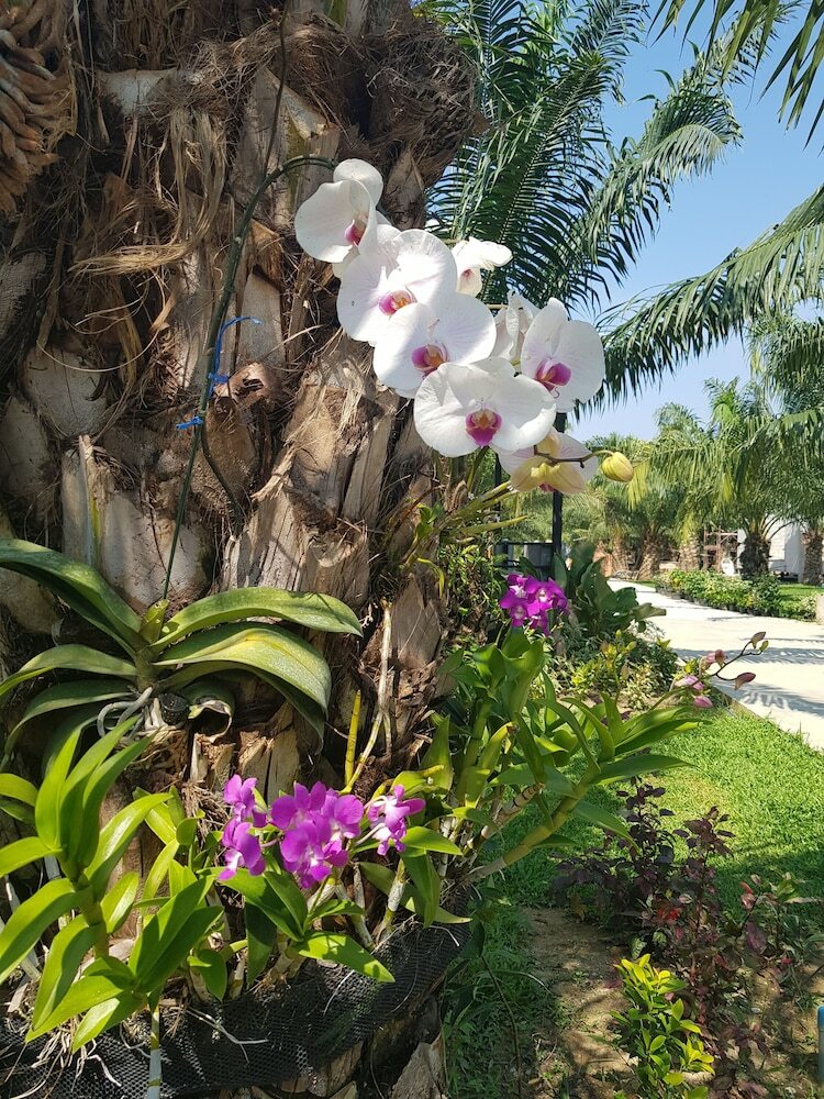 Hotel Palm Pran Resort