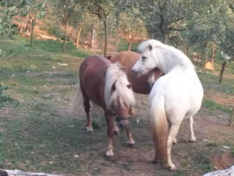 Agroturismo Agriturismo Casa Adea