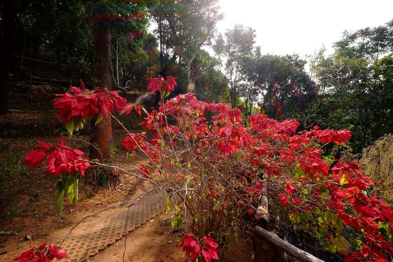 Hotel Baan Pakayor Homestay