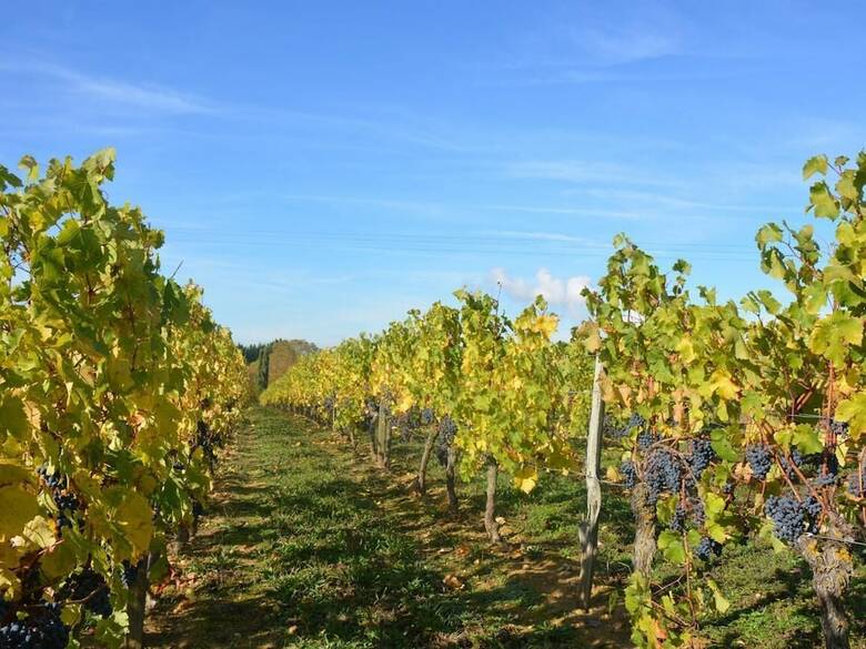 Bed & Breakfast La P�nesais