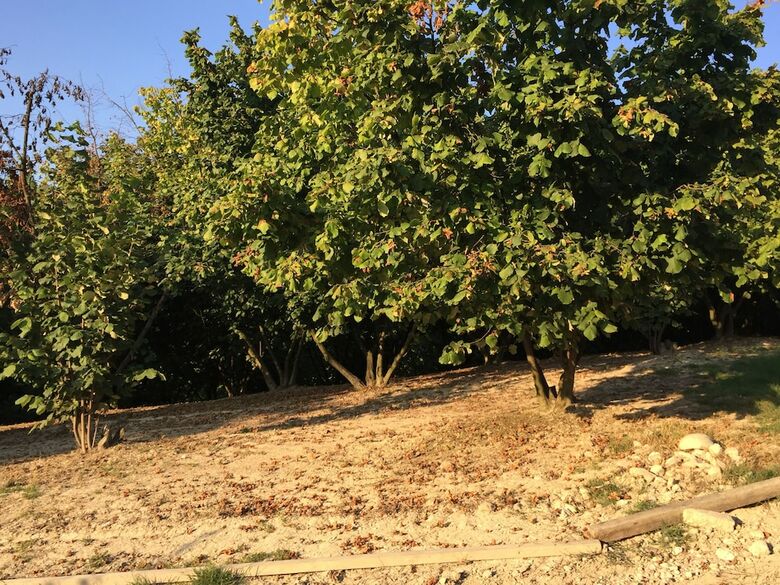 Bed & Breakfast Cascina Baresane