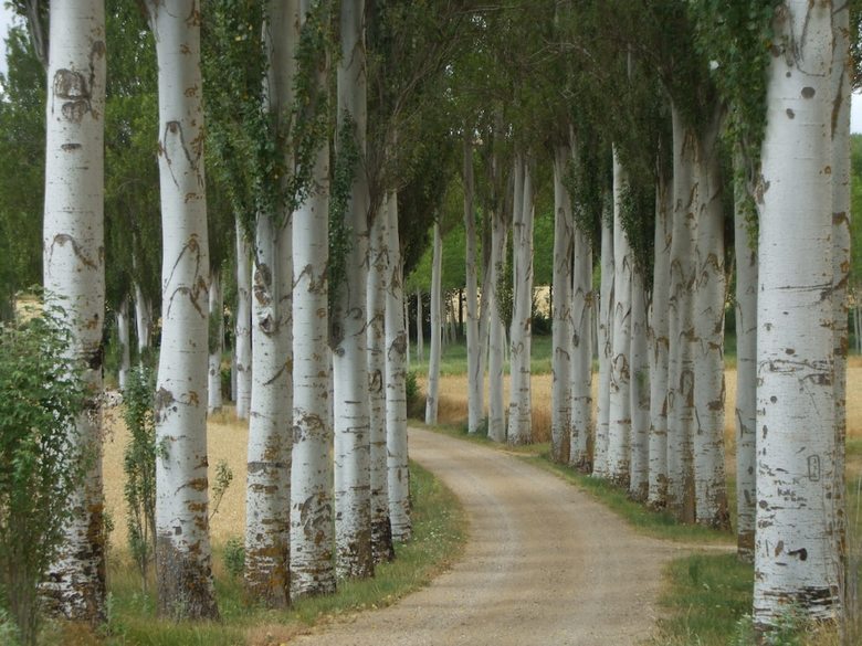 Agroturismo Finca Santa Eufemia