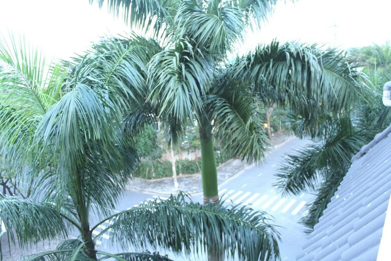 Palms Garden Hotel Near Secc