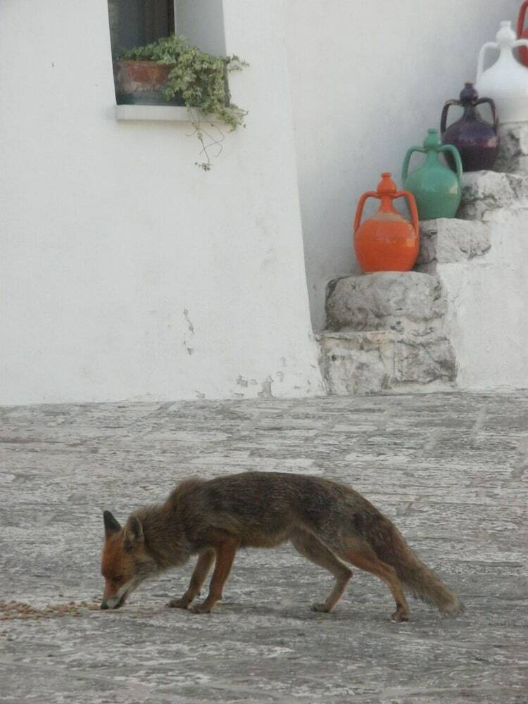 Agroturismo Masseria Pilano