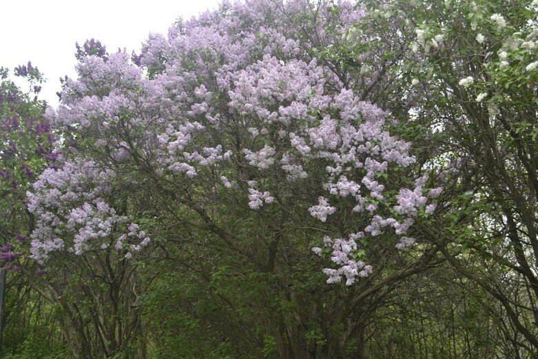Bed & Breakfast Quiet Walker Lodge