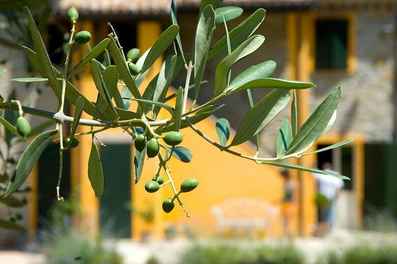 Agroturismo Country House Il Sassone