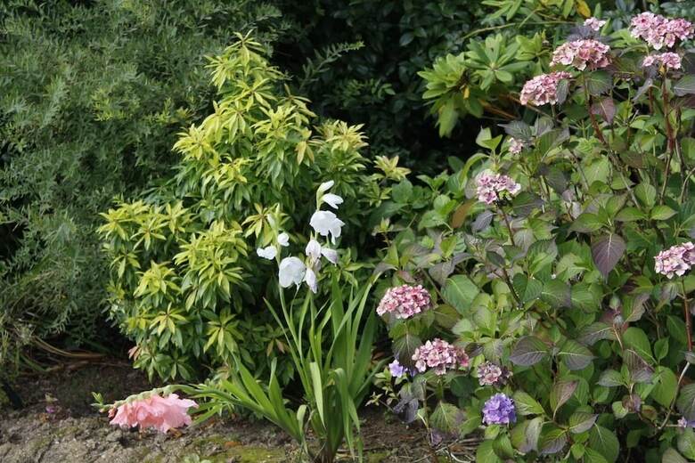 Bed & Breakfast Roe Valley Manor And Estate