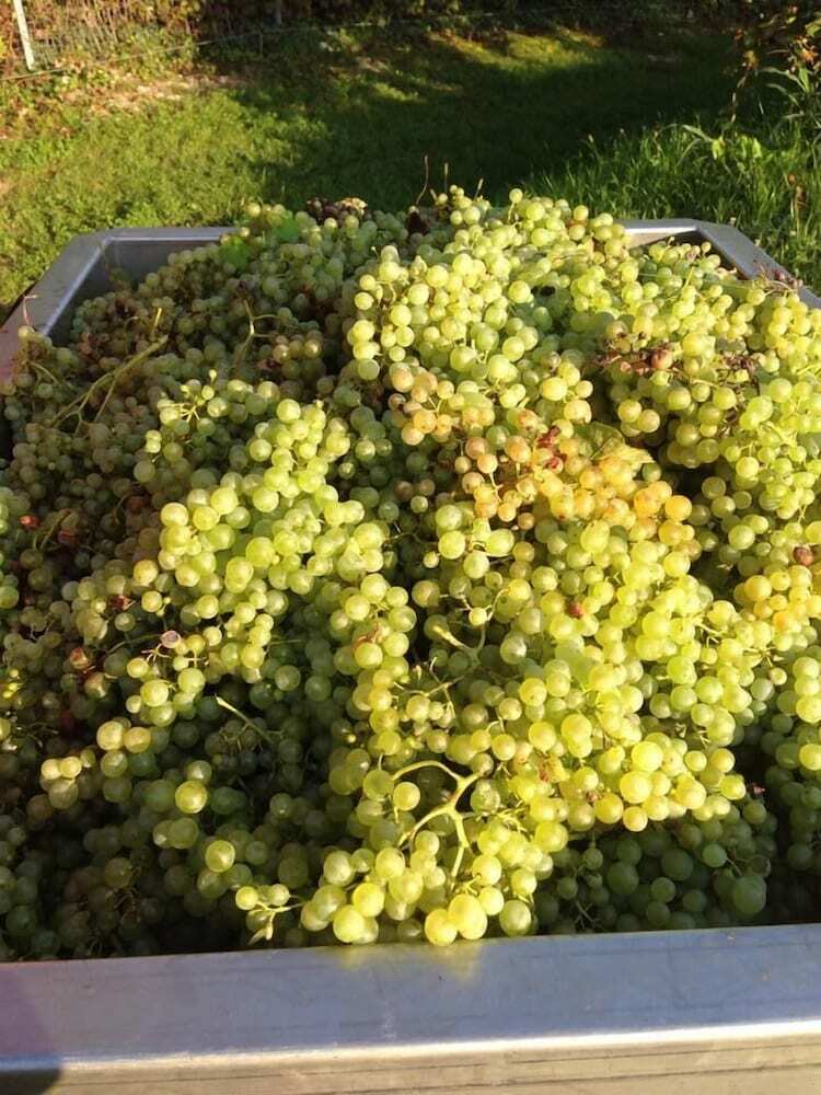 Agroturismo La Vigna Di Sarah