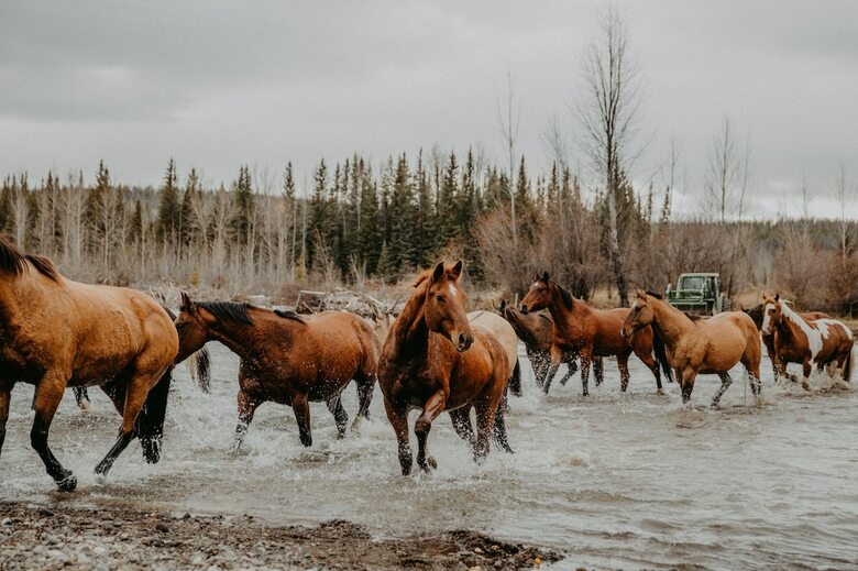 Hotel Big Creek Lodge - Working Guest Ranch