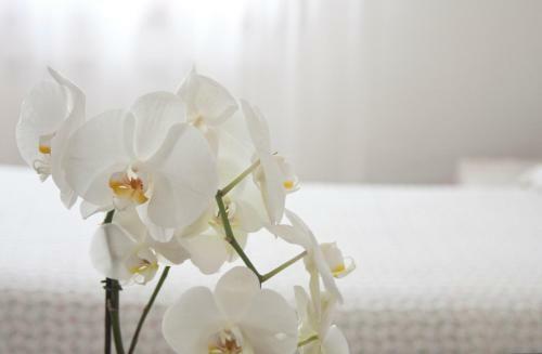 Hotel Albergo San Raffaele