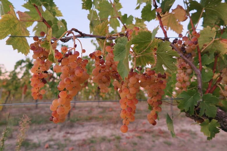 Agroturismo Agriturist Rupestr