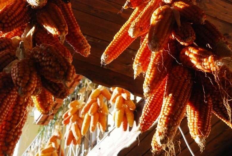 Agroturismo Azienda Agrituristica La Canestra