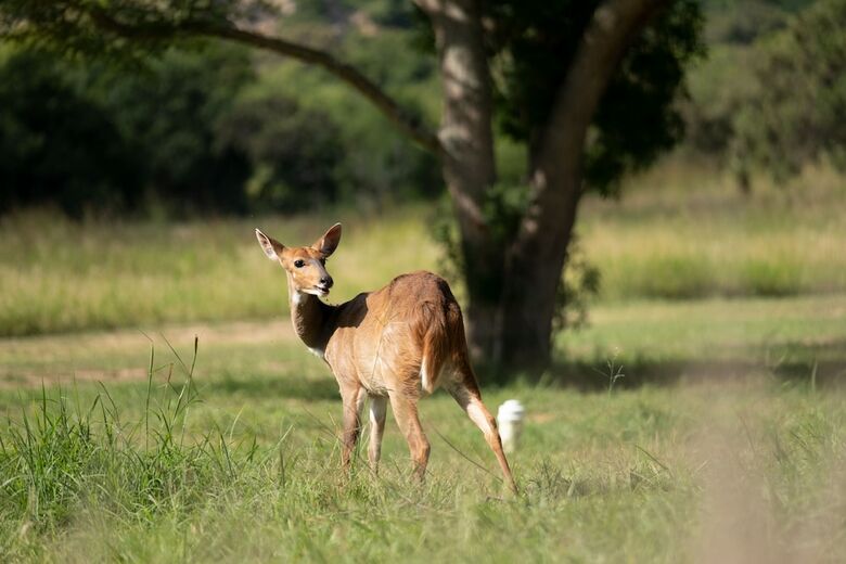 Posada Babanango Game Reserve - Valley Lodge