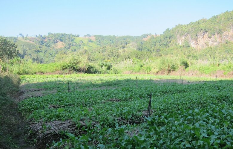 Hotel Farmstay At Pha Ma Chiangrai