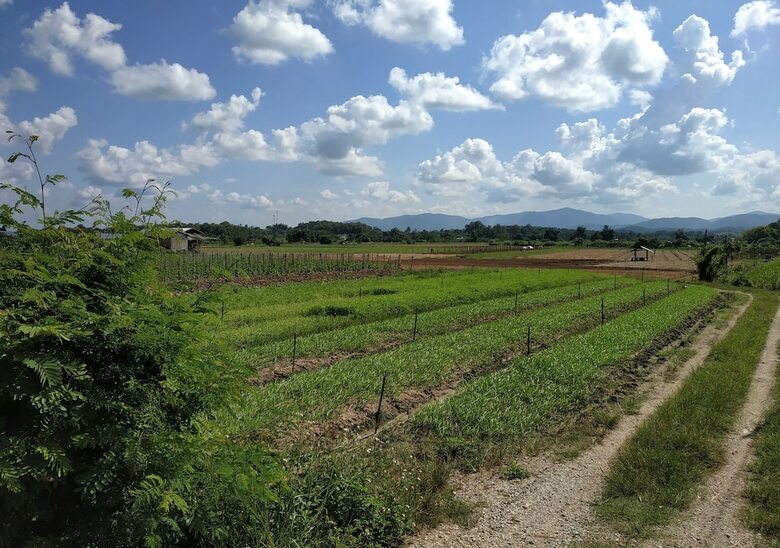 Hotel Farmstay At Pha Ma Chiangrai