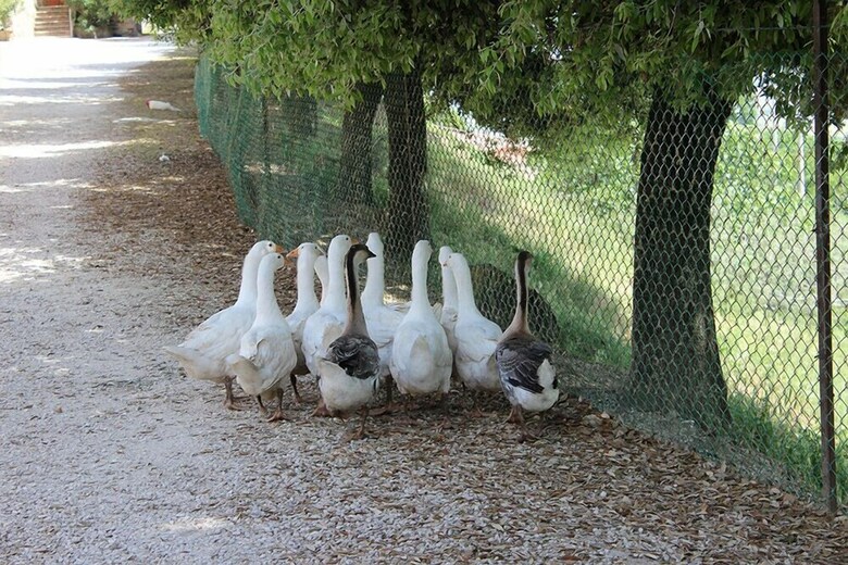Agroturismo Agriturismo Fratelli Angelucci