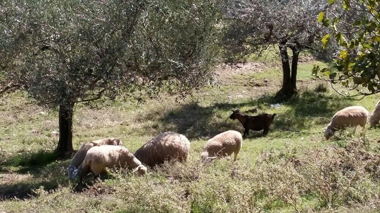 Agroturismo Agriturismo Fratelli Angelucci