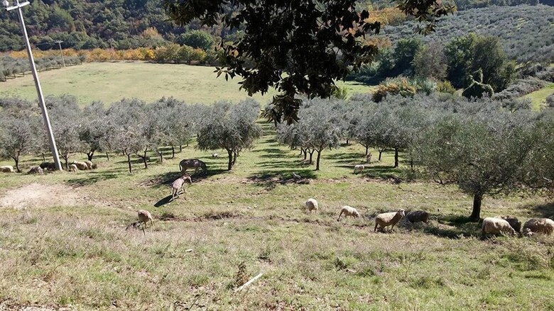Agroturismo Agriturismo Fratelli Angelucci